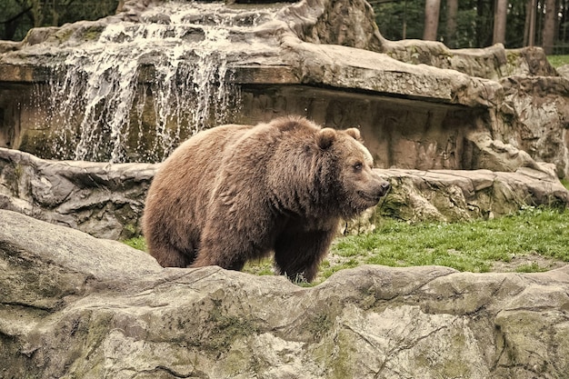 Derechos de los animales Lindo oso grande paisaje pedregoso naturaleza fondo Concepto de zoológico Vida salvaje animal Oso pardo adulto en entorno natural Oso pardo amigable caminando en el zoológico