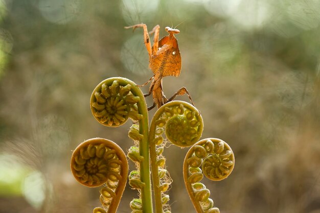 Foto deroplatys truncata, mantis original de la isla de borneo