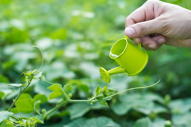 Derramando uma planta jovem de um pequeno regador