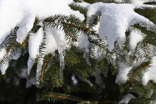 Derretendo a neve na primavera, um gelo se formou em uma árvore conífera