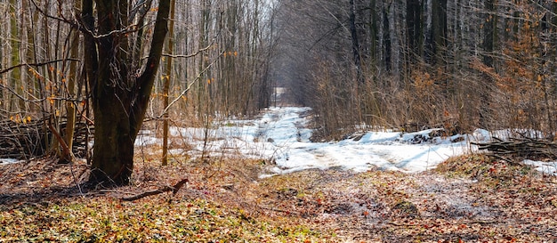 Derretimento de neve na floresta de primavera, estrada coberta de neve na floresta durante o degelo