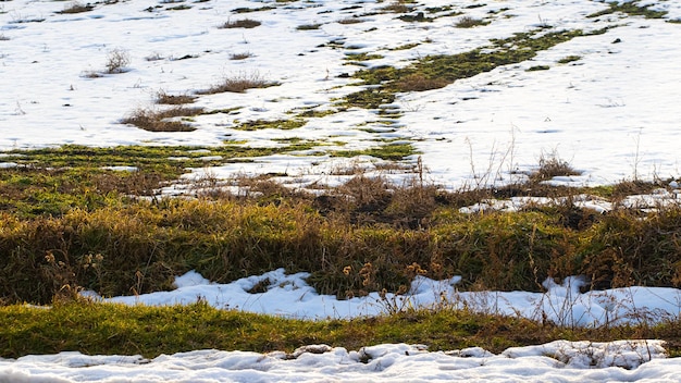 Derretimento de neve no jardim, no campo durante o degelo da primavera. a grama seca aparece sob a neve derretida