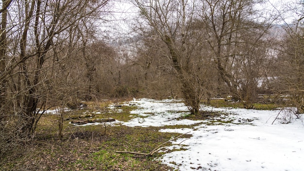 Derretimiento de la nieve en el bosque de primavera