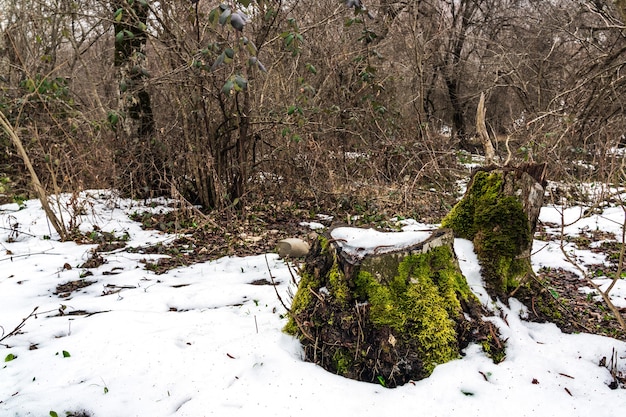 Derretimiento de la nieve en el bosque de primavera