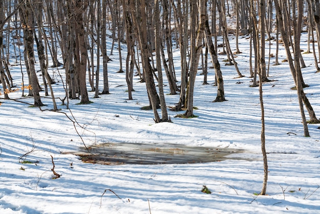 Derretimiento de la nieve en el bosque de la primavera