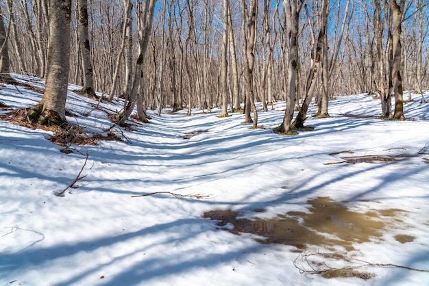 Derretimiento de la nieve en el bosque de la primavera