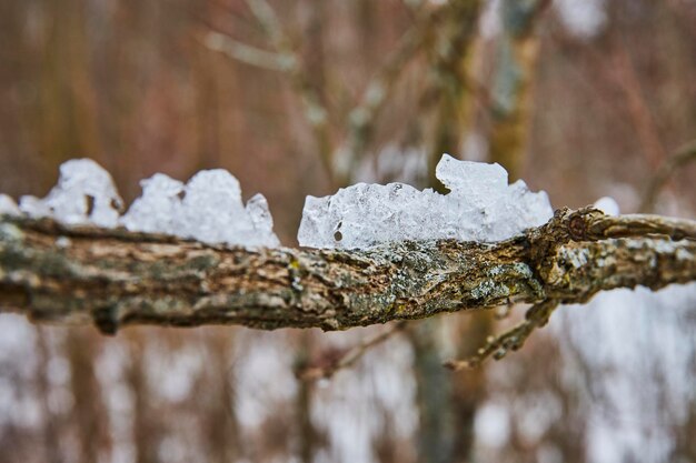 El derretimiento de la nieve en la rama de musgo la transición estacional perspectiva de cerca