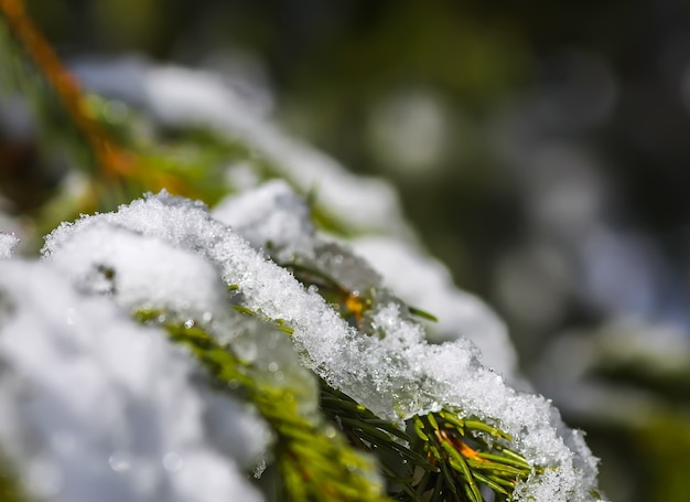 Derretimiento de la nieve en las ramas de los árboles de abeto espinoso verde al aire libre.