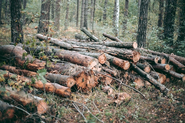 Derrubada ilegal de floresta e árvores em um parque de vida selvagem