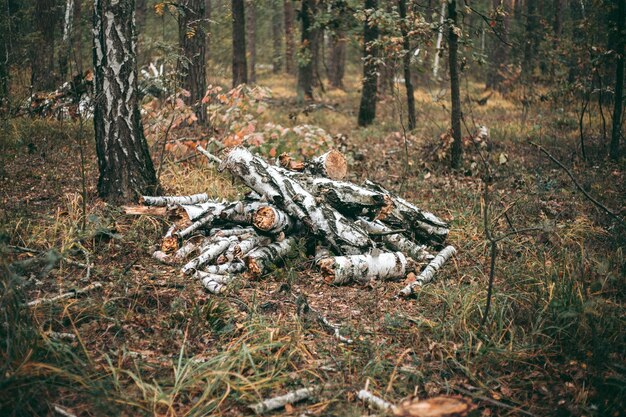 Derrubada ilegal de floresta e árvores em um parque de vida selvagem