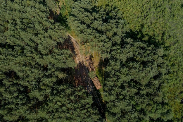 Derrubando uma árvore Toras de madeira de uma floresta de pinheiros Floresta de pinheiros e abetos Exploração madeireira indústria florestal Conceito de proteção florestal