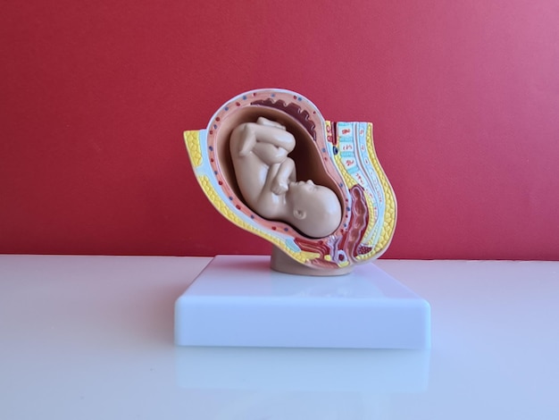 Desarrollo del feto modelo Embryo para la educación en el aula