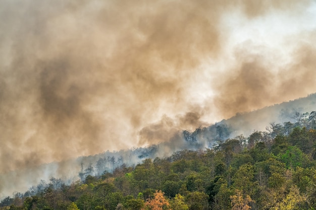 Desastre de incêndio em floresta tropical está queimando causado por humanos