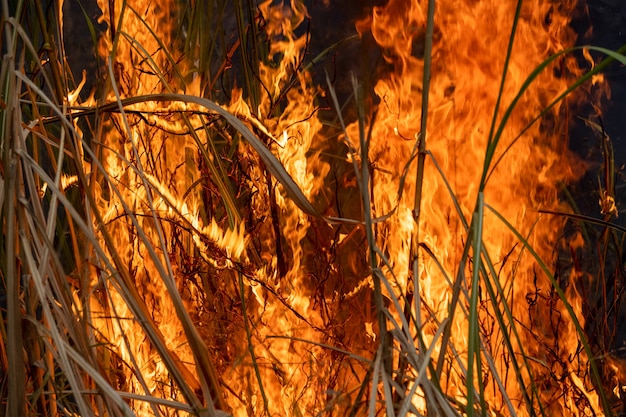 Desastre de incêndio florestal está queimando causado por humanos