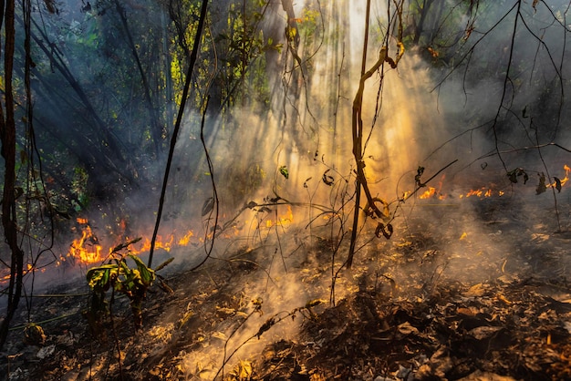 Foto el desastre del incendio forestal está ardiendo causado por humanos