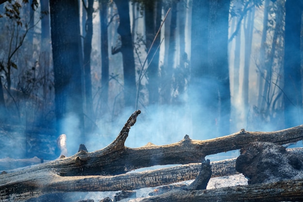 El desastre del incendio de la selva tropical está ardiendo