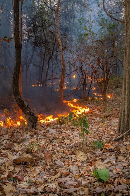 Desastre de incendios forestales en el bosque tropical causado por humanos