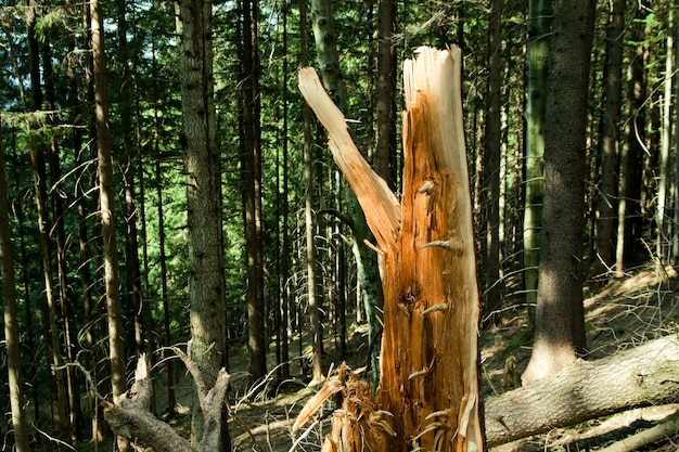 Desastre de viento de árbol roto