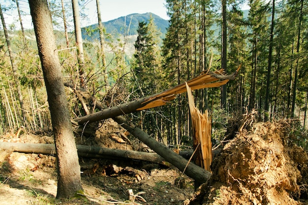 Desastre de viento de árbol roto