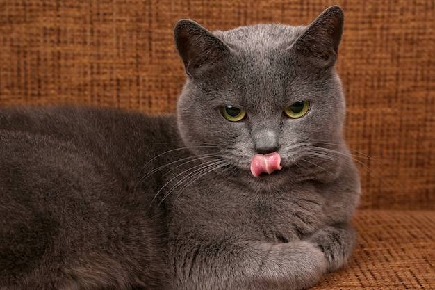 Descansando gato gris con lengua colgando