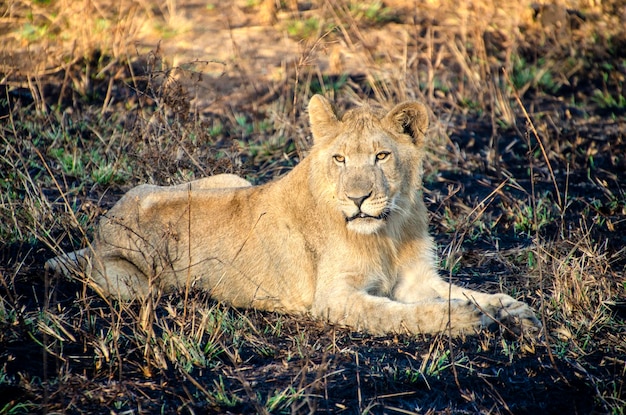 Descansando en la naturaleza El momento de paz de un león joven
