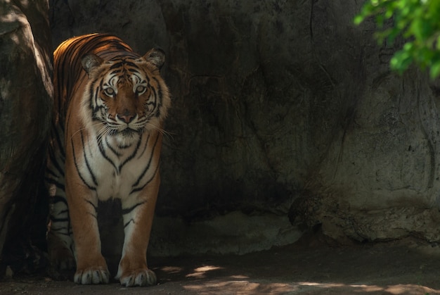 Descansando tigre de Bengala (Panthera tigris) en la pared de piedra