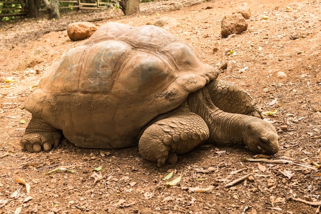 Descanso de tartaruga gigante