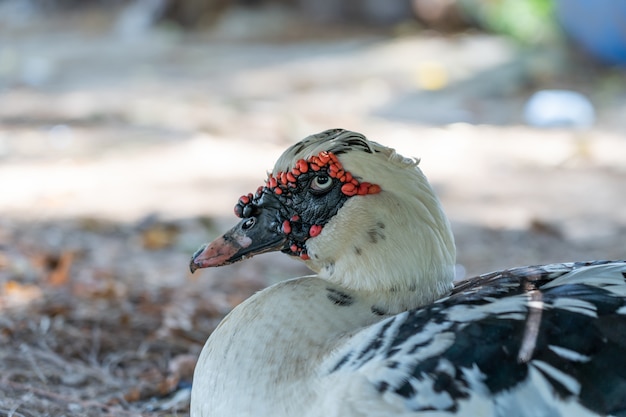 Descanso do pato do animal de estimação na tarde