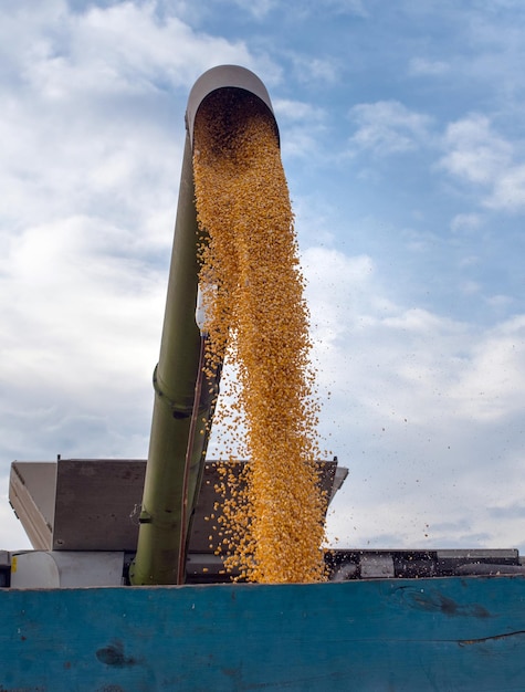 Descarga de grano de maíz de la cosechadora en un remolque contra el fondo de un hermoso cielo