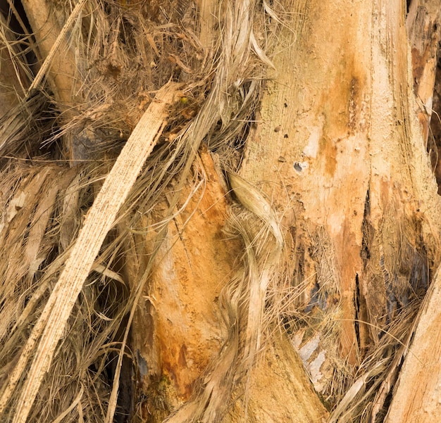 Descascando a casca fibrosa da árvore que cresce na plantação em Kauai