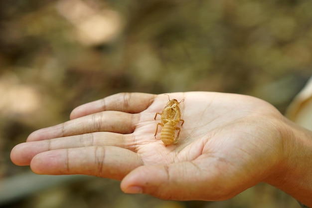 Descascando cigarras em mãos humanas