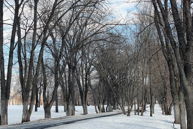 Descongelar árbol de paisaje de nieve