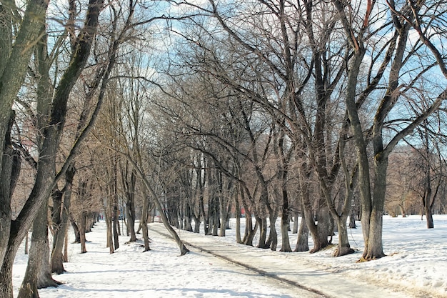 Descongelar árvore com paisagem de neve