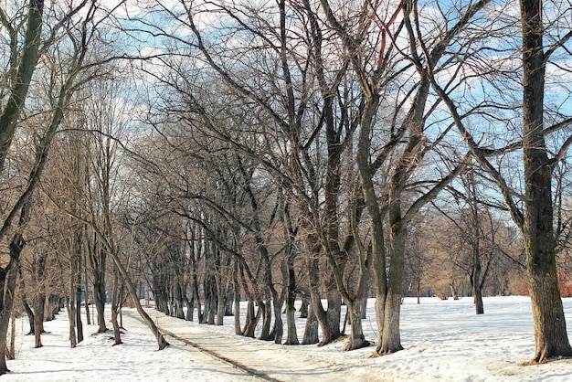 Descongelar árvore com paisagem de neve