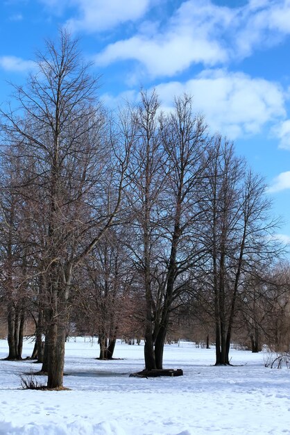 Descongele a árvore da paisagem da primavera