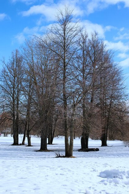 Descongele a árvore da paisagem da primavera