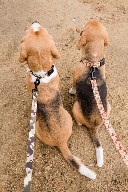 Descripción general de dos lindos cachorros de beagle de pura raza sentados en la arena mientras están sujetos por correas hechas a mano