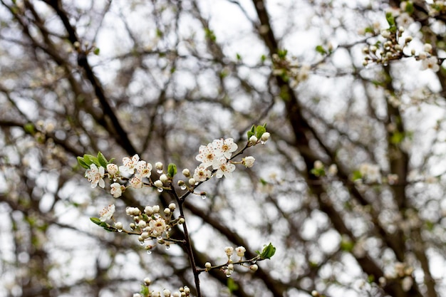 Descubra la belleza de la primavera cuando los árboles frutales florecen y la lluvia trae nueva vida a la naturaleza.