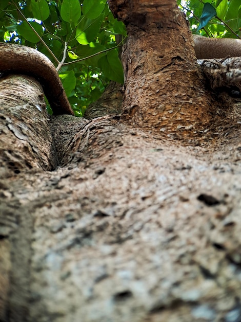 Descubra el cautivador mundo de las raíces únicas de los árboles de higuera, obras maestras artísticas de la naturaleza que muestran la belleza de la resiliencia y la adaptabilidad.