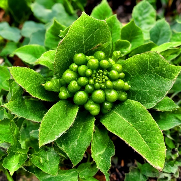 Descubriendo tesoros verdes mutantes en el regazo de la naturaleza