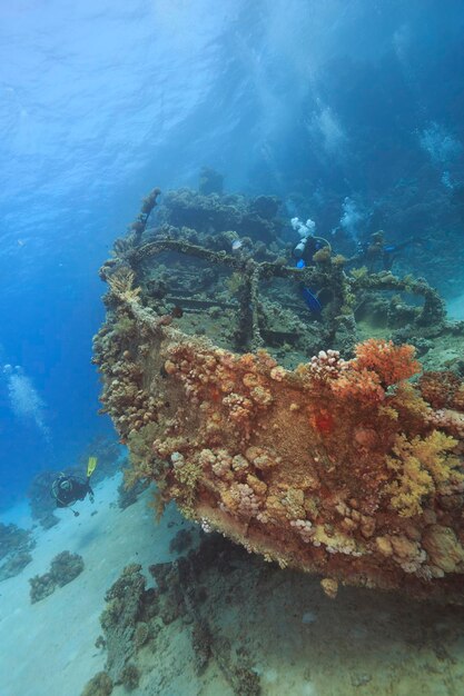 Descubrimiento de la belleza del mundo submarino del Mar Rojo.