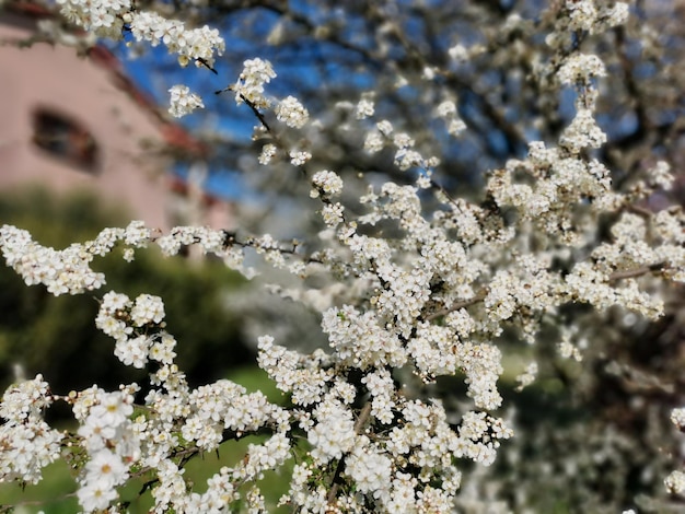 Desenfoque y enfoque selectivo rama de ciruelo de cerezo dulce floreciente con flores blancas en verano en el jardín