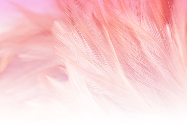 Desenfoque de estilos y colores suaves de textura de plumas de pollos para el fondo, abstracto colorido