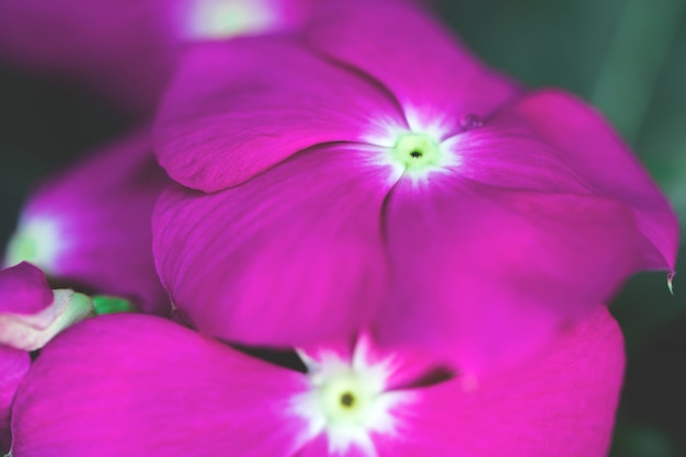 Desenfoque de flores de colores para el fondo