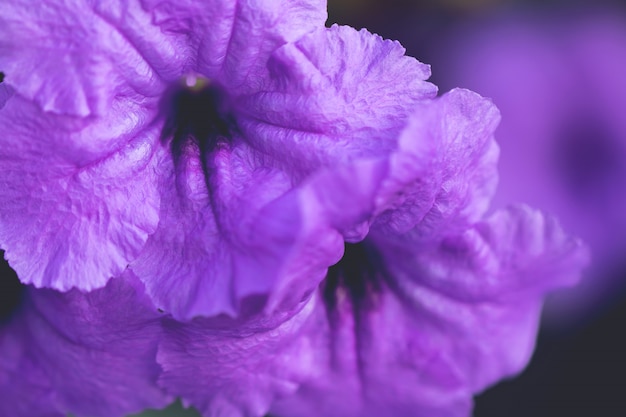 Desenfoque de flores de colores para el fondo