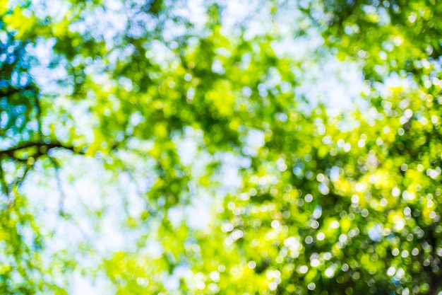 Desenfoque de fondo: árbol verde y cielo con luz bokeh