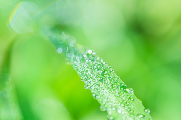 Desenfoque de gotas de rocío ligero sobre la hierba Fondo borroso verde natural