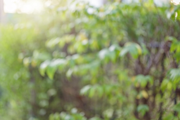 Desenfoque de hoja verde de la planta en el jardín con fondo bokeh