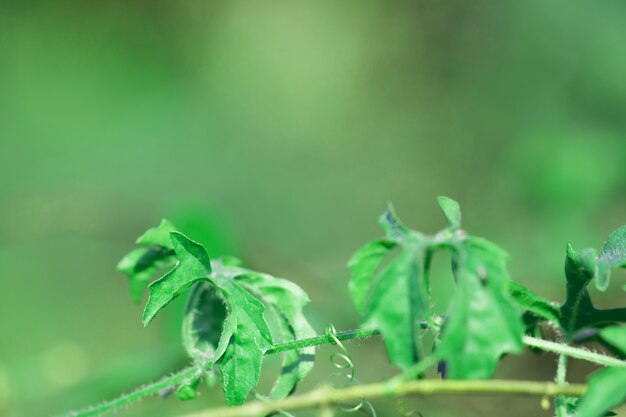 Desenfoque de hojas de los árboles para el fondo de la naturaleza y guardar el concepto verde