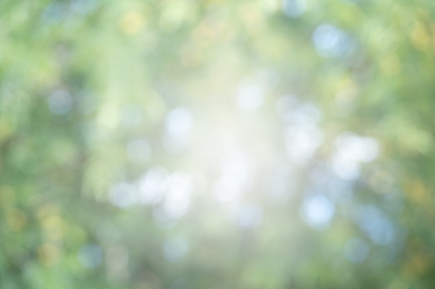 Foto desenfoque de la imagen de la naturaleza verde hojas árboles fondo bokeh